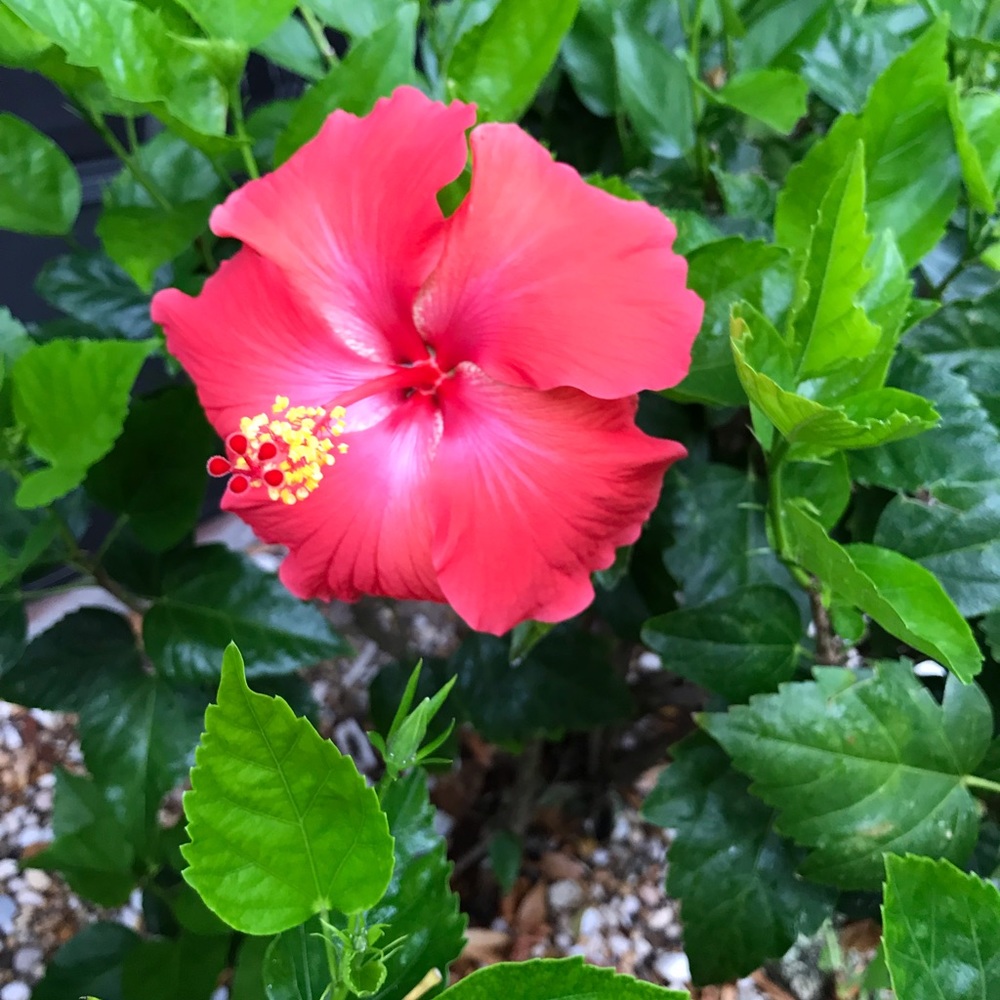 Meet your Posher, Virginia